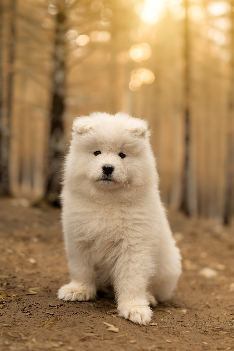 Chiot Samoyède Wenlo Arctic Legend