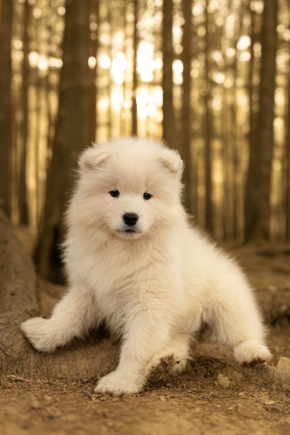 Wenlo Arctic Legend - Chiots disponibles - Samoyède