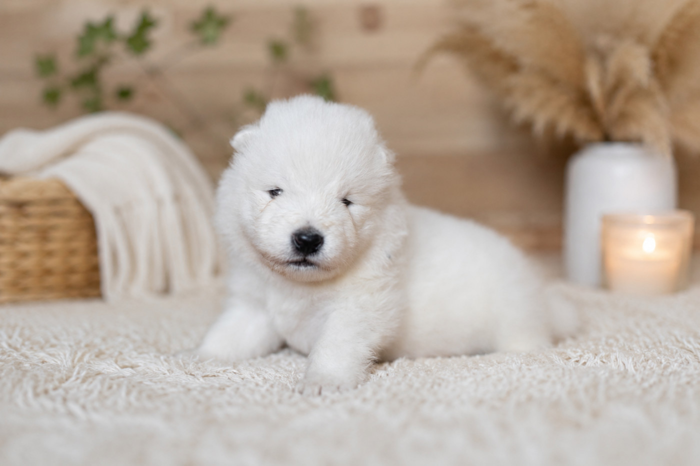 Wenlo Arctic Legend - Chiots disponibles - Samoyède