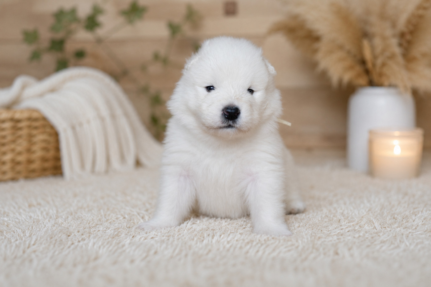 Wenlo Arctic Legend - Chiots disponibles - Samoyède