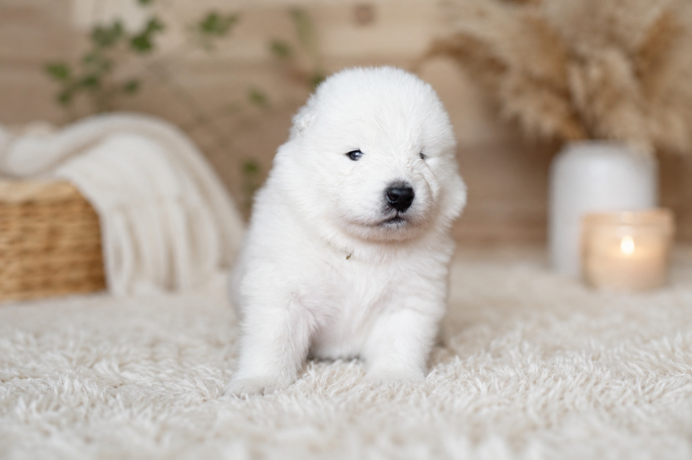 Wenlo Arctic Legend - Chiots disponibles - Samoyède