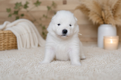 Chiot N°2