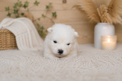Chiot N°4